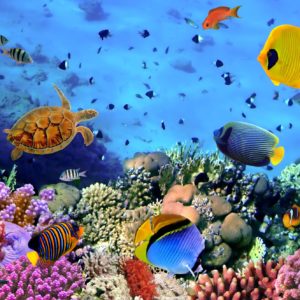 A colorful coral reef.